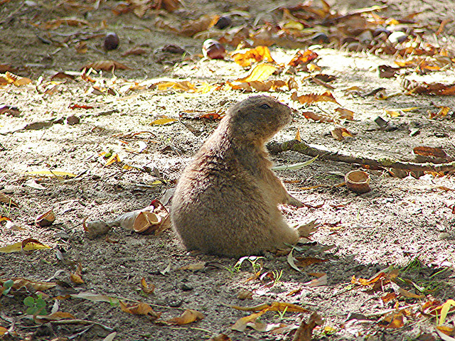 20051013 0016DSCw [D-HM] Schwarzschwanzpräriehund (Cynomys ludovicianus), Bad Pyrmont