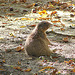 20051013 0016DSCw [D-HM] Schwarzschwanzpräriehund (Cynomys ludovicianus), Bad Pyrmont