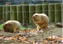 20051013 014DSCw [D-HM] Schwarzschwanzpräriehund (Cynomys ludivicianus), Bad Pyrmont