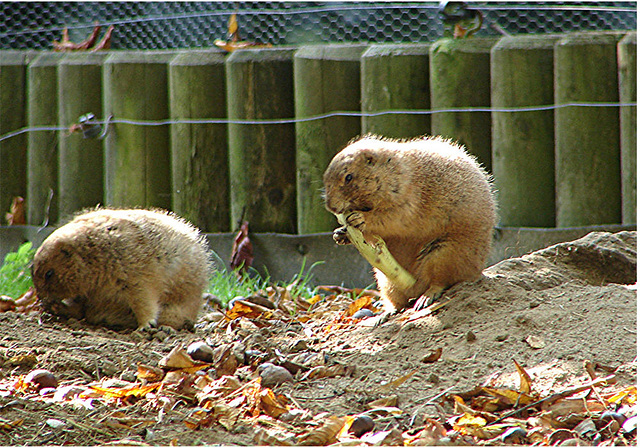 20051013 014DSCw [D-HM] Schwarzschwanzpräriehund (Cynomys ludivicianus), Bad Pyrmont