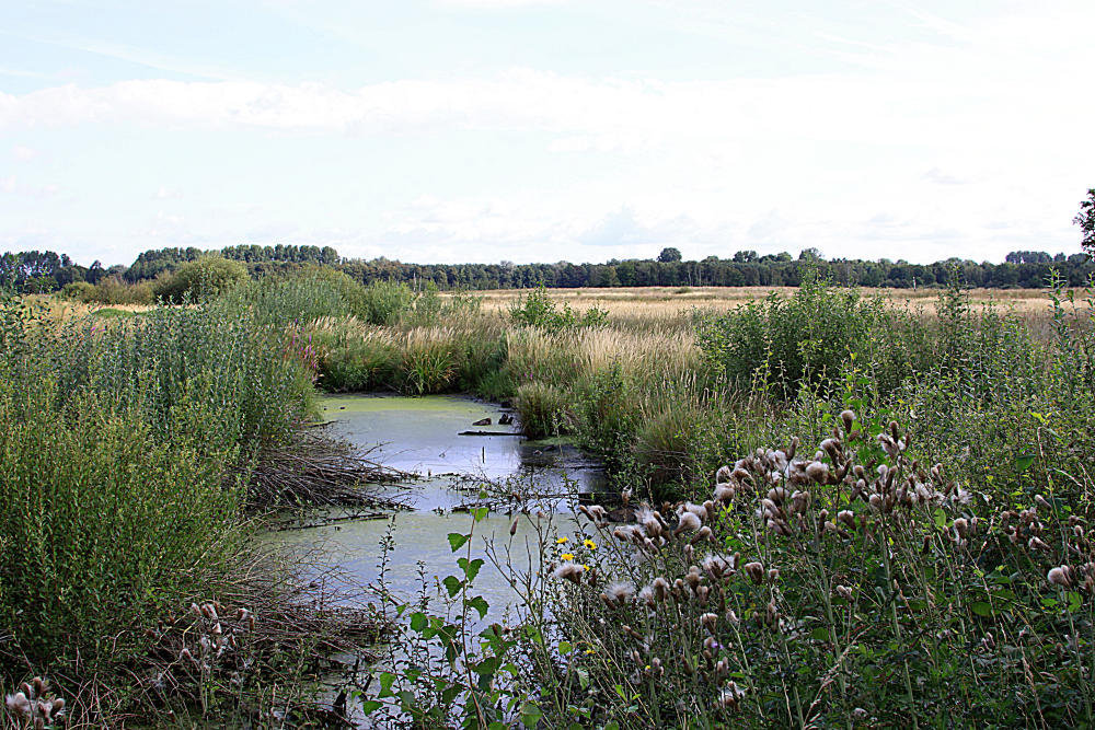 20090813 0043Aw [D~MI] Moor, Großes Torfmoor, Hille