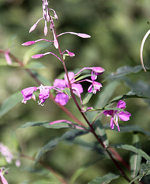 20090813 0045Aw [D~MI] Schmalblättriges Weidenröschen (Epilobium angustifoium), Großes Torfmoor, Hille