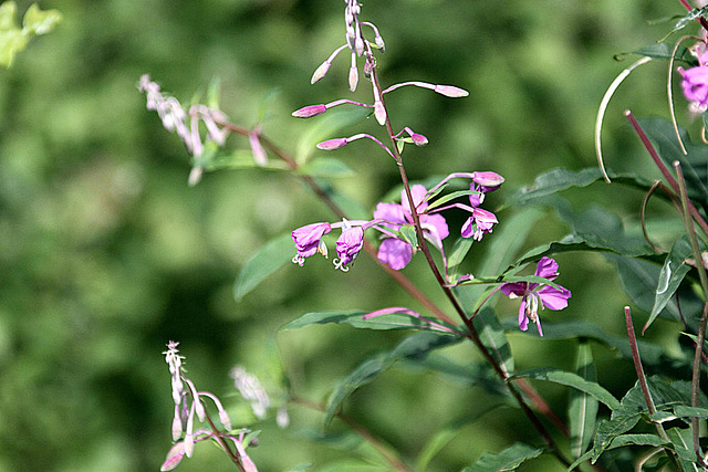 20090813 0046Aw [D~MI] Schmalblättriges Weidenröschen (Epilobium angustifoium), Großes Torfmoor, Hille