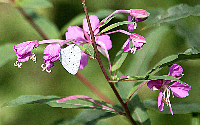 20090813 0049Aw [D~MI] Schmalblättriges Weidenröschen (Epilobium angustifoium), Kohlweißling, Großes Torfmoor, Hille