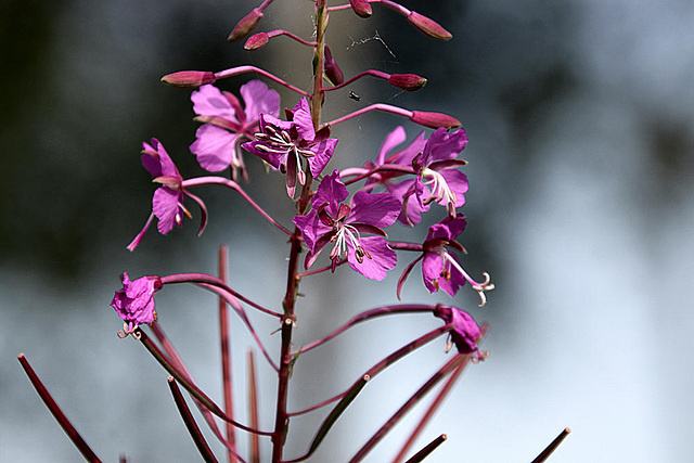 20090813 0053Aw [D~MI] Schmalblättriges Weidenröschen (Epilobium angustifoium), Großes Torfmoor, Hille