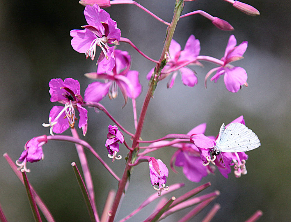 20090813 0054Aw [D~MI] Kohlweißling, Schmalblättriges Weidenröschen (Epilobium angustifoium), Großes Torfmoor, Hille