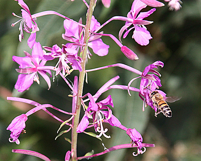 20090813 0057Aw [D~MI] Schmalblättriges Weidenröschen (Epilobium angustifoium), Honigbiene, Großes Torfmoor, Hille