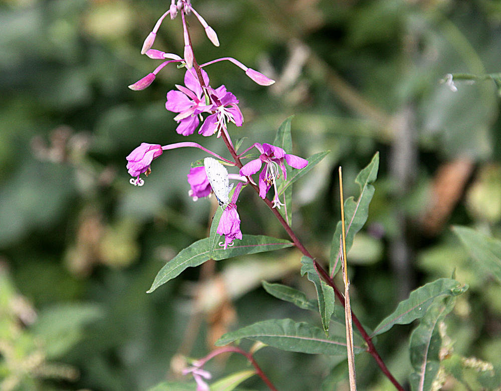 20090813 0059Aw [D~MI] Schmalblättriges Weidenröschen (Epilobium angustifoium), Kohlweißling, Großes Torfmoor, Hille