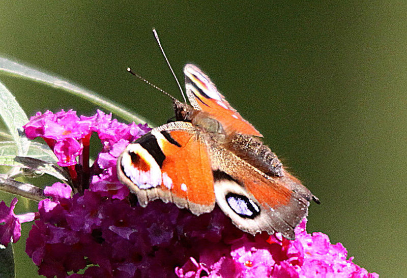 20090930 0852Aw [D~LIP] Tagpfauenauge (Inachis io), Schmetterlingsstrauch (Buddleja davidii 'Royal Red'), Bad Salzuflen