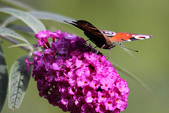 20090930 0853Aw [D~LIP] Tagpfauenauge (Inachis io), Schmetterlingsstrauch (Buddleja davidii 'Royal Red'), Bad Salzuflen