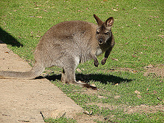 20051013 0017DSCw [D-HM] Bennett-Känguru, Bad Pyrmont