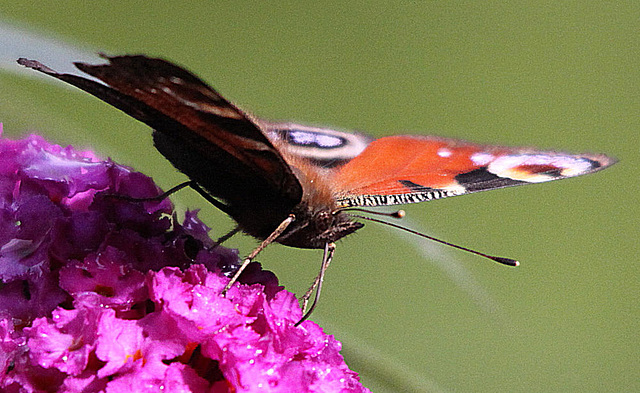 20090930 0853Aw [D~LIP] Tagpfauenauge (Inachis io), Schmetterlingsstrauch (Buddleja davidii 'Royal Red'), Bad Salzuflen