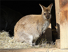 20051013 0018DSCw [D-HM] Bennett-Känguru, Bad Pyrmont