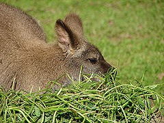 20051013 0019DSCw [D-HM] Bennett-Känguru, Bad Pyrmont