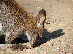 20051013 0020DSCw [D-HM] Bennett-Känguru, Bad Pyrmont