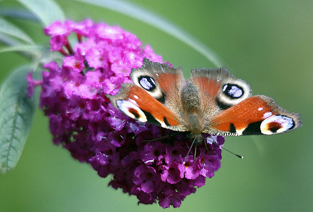 20090930 0856Aw [D~LIP] Tagpfauenauge (Inachis io), Schmetterlingsstrauch (Buddleja davidii 'Royal Red'), Bad Salzuflen