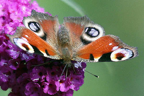 20090930 0856Aw [D~LIP] Tagpfauenauge (Inachis io), Schmetterlingsstrauch (Buddleja davidii 'Royal Red'), Bad Salzuflen