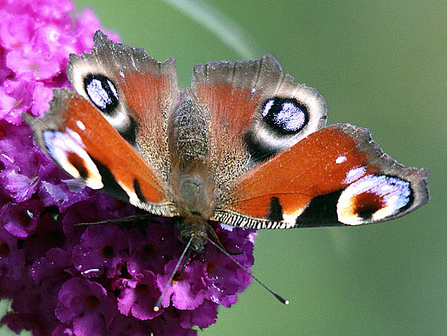 20090930 0857Aw [D~LIP] Tagpfauenauge (Inachis io), Schmetterlingsstrauch (Buddleja davidii 'Royal Red'), Bad Salzuflen