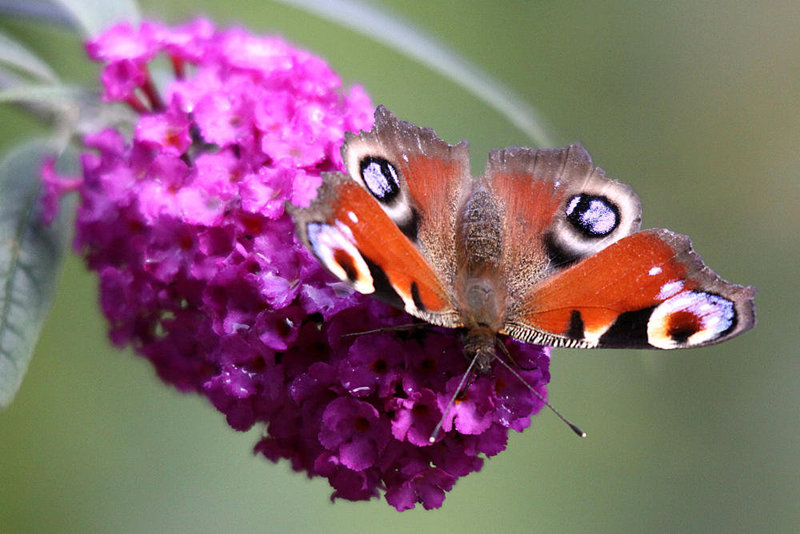 20090930 0858Aw [D~LIP] Tagpfauenauge (Inachis io), Schmetterlingsstrauch (Buddleja davidii 'Royal Red'), Bad Salzuflen