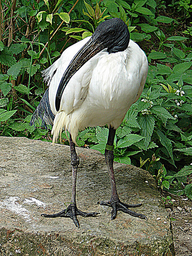 20090527 0204DSCw [D~LIP] Heiliger Ibis (Threskiornis aethiopicus), Vogelpark Detmold-Heiligenkirchen