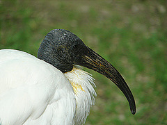 20090527 0206DSCw [D~LIP] Heiliger Ibis (Threskiornis aethiopicus), Vogelpark Detmold-Heiligenkirchen