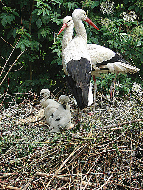 20090527 0210DSCw [D~LIP] Weißstorch (Ciconia ciconia)