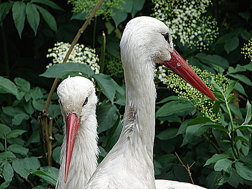 20090527 0215DSCw [D~LIP] Weißstorch (Ciconia ciconia), Vogelpark Detmold-Heiligenkirchen