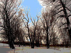 Randonnée en raquettes - Snowshoes run/  Hometown - Dans ma ville.  Hiver 2008  -  Postérisation et ciel bleu photofiltré