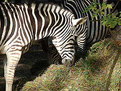 20051013 0027DSCw [D-HM] Zebra, Bad Pyrmont