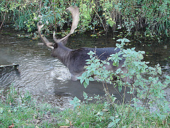 20051030 0129DSCw [D~LIP]  [D~LIP] Damwild, Salze, Bad Salzuflen