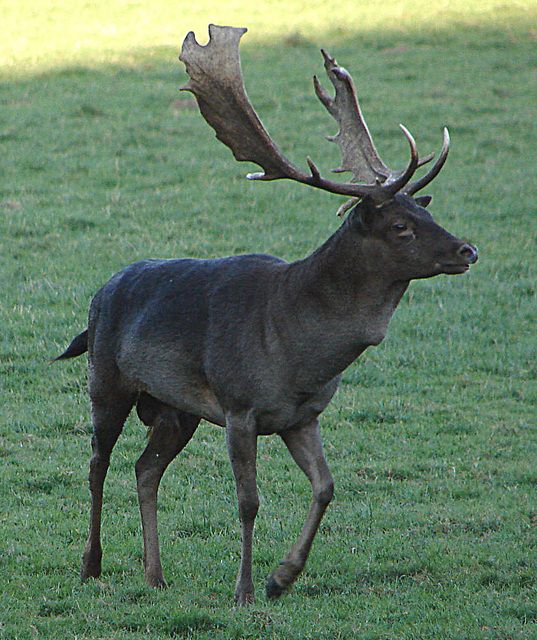 20051030 0127DSCw  [D~LIP] Damhirsch (Dama dama) [Damwild], Landschaftsgarten, Bad Salzuflen