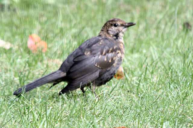 20091009 1070Tw [D~LIP] Schwarzdrossel [JV] [Amsel], Bad Salzuflen