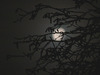 Dezembermond - 2009-12-05