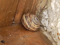 Caracol.