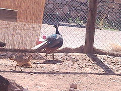 Pavo real.