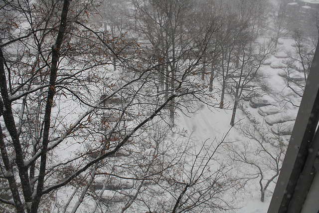 04.SnowBlizzard.SW.WDC.19December2009