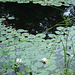 Jardin flottant de nénufars / Water-lilies floating garden