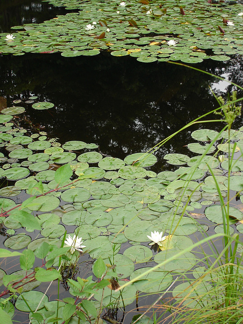 Half moon state park. Sur la 4 près de la 30 nord. Vermont, USA /  États-Unis -   26 juillet  2009 -  Jardin flottant - Floating garden. Avec flash