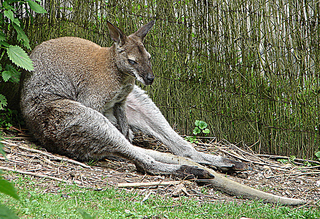 20090527 0208DSCw [D~LIP] Bennet-Känguru (Macropus rufogrieseus)