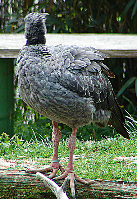 20090527 0217DSCw [D~LIP] Halsband-Wehrvogel (Chauna torquata), Vogelpark DT-Heiligenkirchen