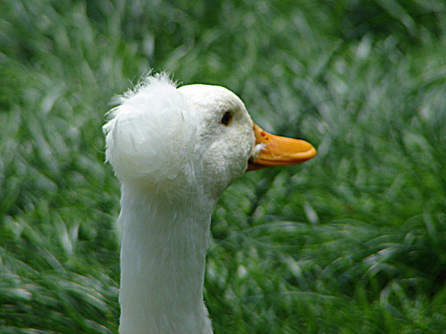 20090527 0222DSCw [D~LIP] Schopfente, Detmold