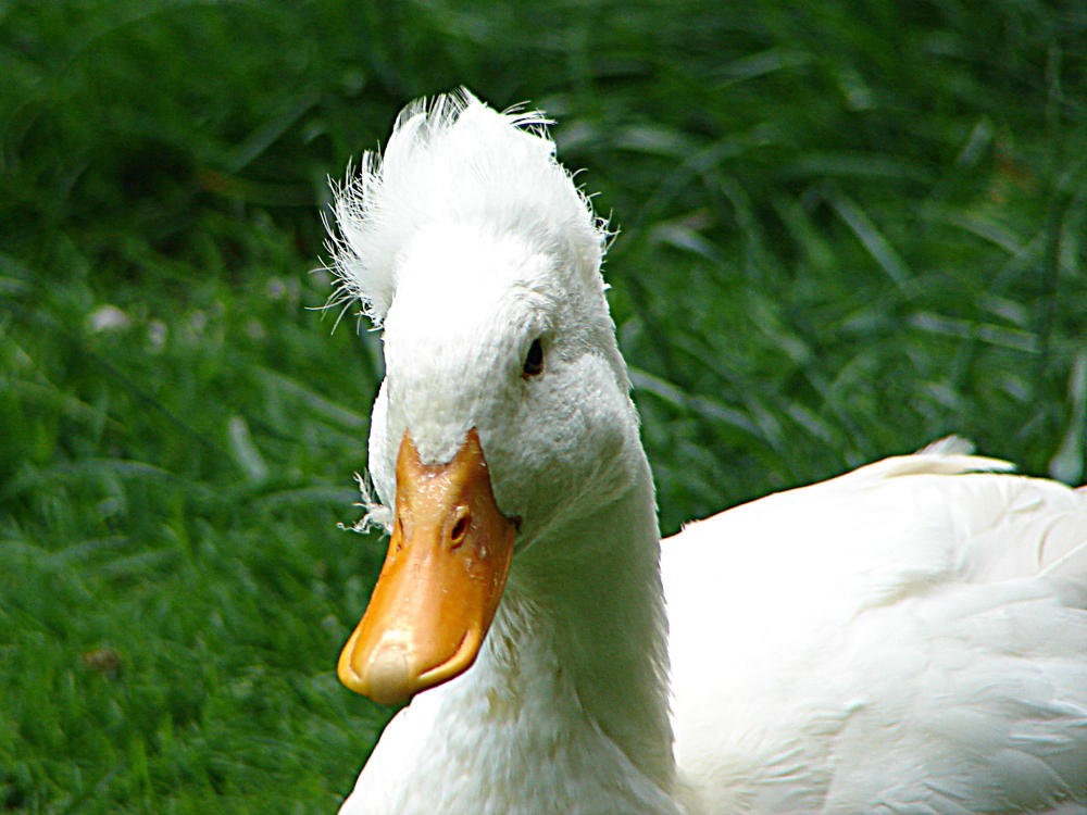 20090527 0226DSCw [D~LIP] Stockente (Anas platyrhynchos var. domestica), Vogelpark Detmold-Heiligenkirchen