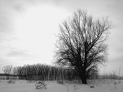 Randonnée en raquettes - Snowshoes run /  Hometown - Dans ma ville.  Hiver 2008- N & B