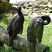 20090527 0218DSCw [D~LIP] Kormoran (Phalacrocorax carbo)