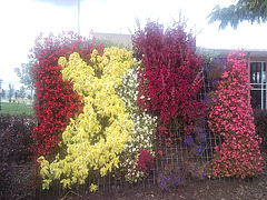 Flores del parque.