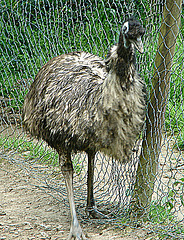 20090527 0231DSCw [D~LIP] Emu (Dromaius novachollandiae)