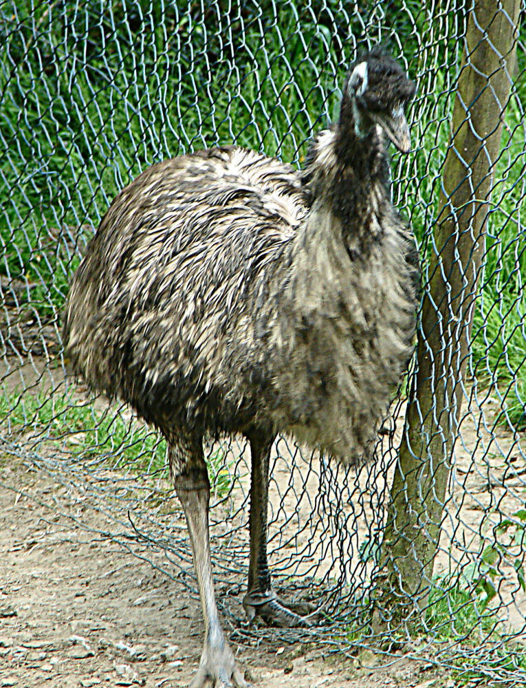20090527 0231DSCw [D~LIP] Emu (Dromaius novachollandiae), Vogelpark Detmold-Heiligenkirchen