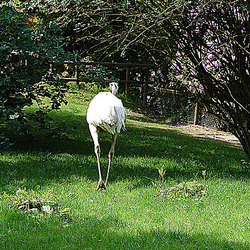 20090527 0221DSCw [D~LIP] Nandu (Rhea americana), Vogelpark Detmold-Heiligenkirchen