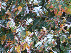 Herbstblätter und Schneeregen