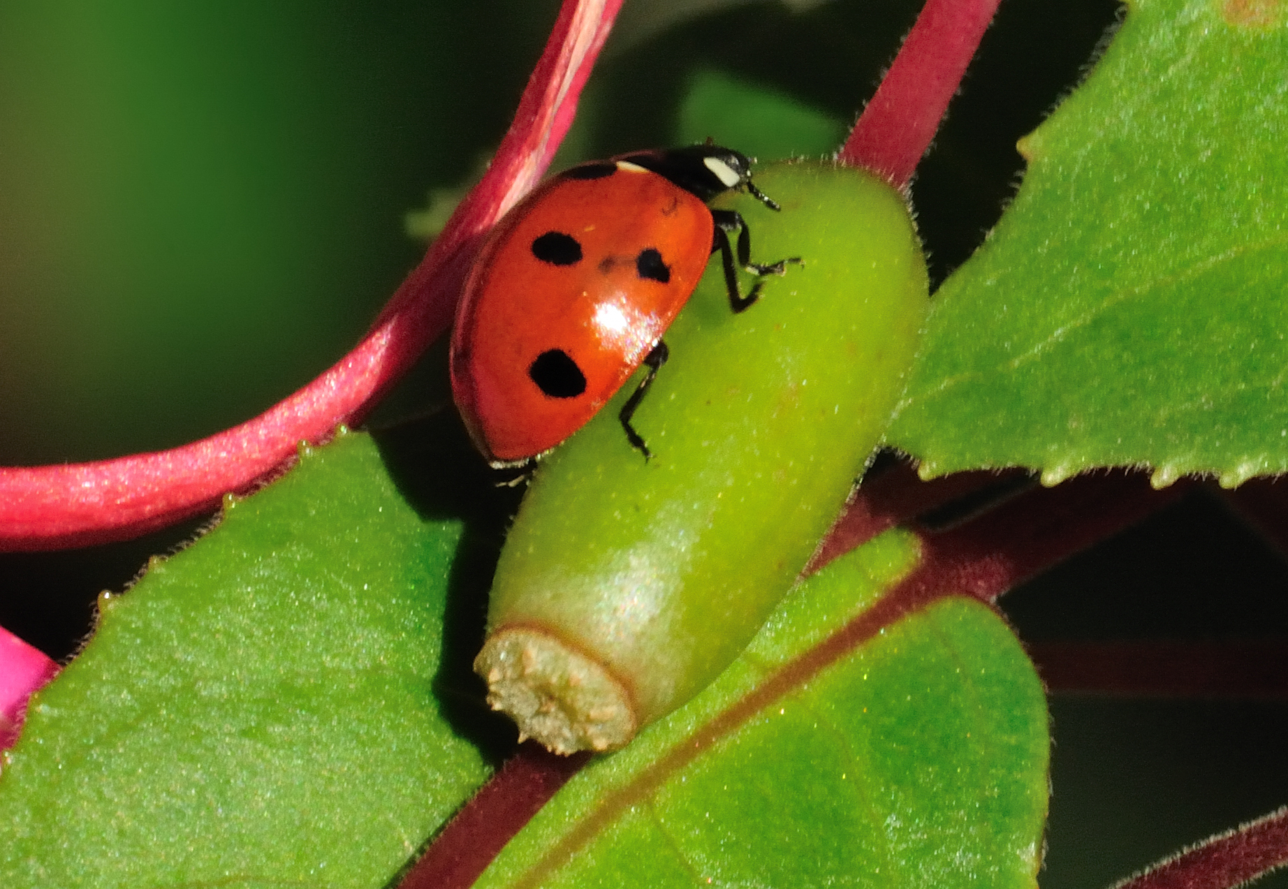 Ladybird